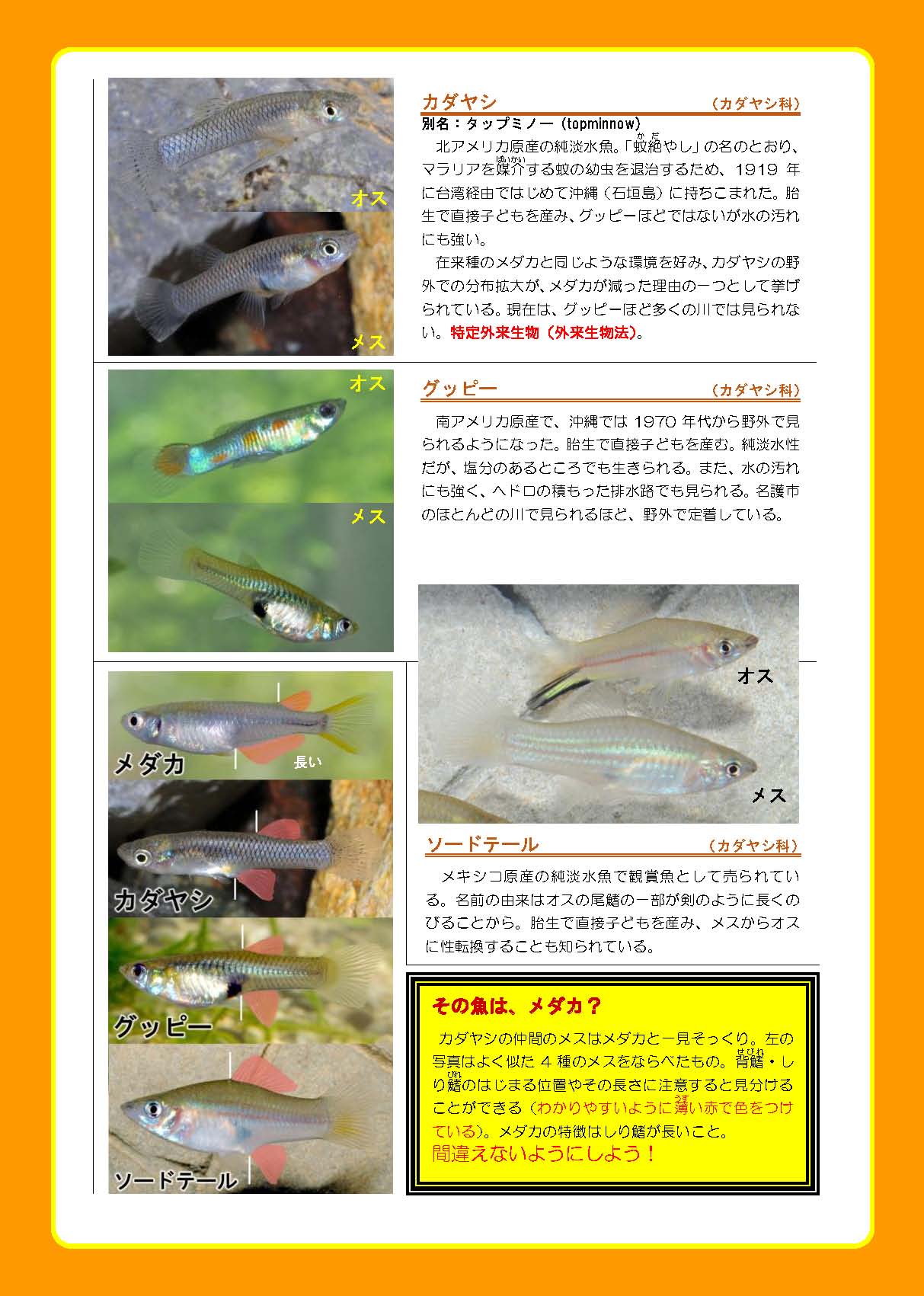 名護市の川の外来生物問題