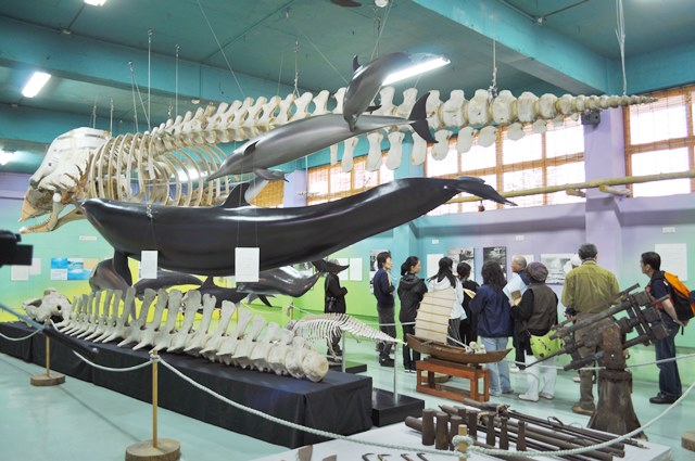 ２階展示室の鯨の骨や剥製