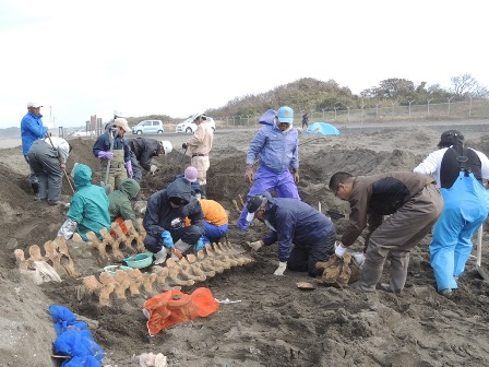 ザトウクジラ掘出作業（千葉県館山市） 平成25年（2013）11月