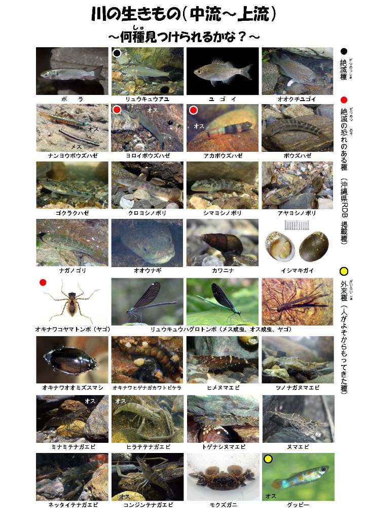 川の生物観察シート